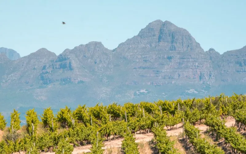 Stellenbosch, Zuid-Afrika: dagplanning + beste wijnhuizen en bezienswaardigheden