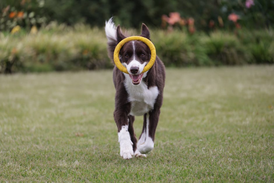 A joyful Border Collie running with a toy in the garden, showcasing playfulness and energy.