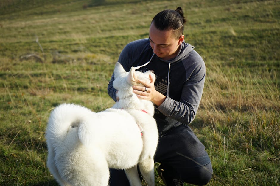 A man lovingly interacts with his white Akita Inu dog in a grassy outdoor field.