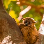 12x Bezienswaardigheden in Madagascar: Nationale parken, wildlife, natuur, strand & andere tips! 12x Bezienswaardigheden in Madagascar: Nationale parken, wildlife, natuur, strand & andere tips!