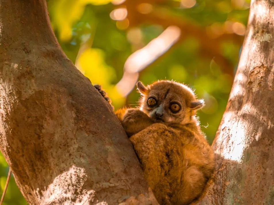 12x Bezienswaardigheden in Madagascar: Nationale parken, wildlife, natuur, strand & andere tips!